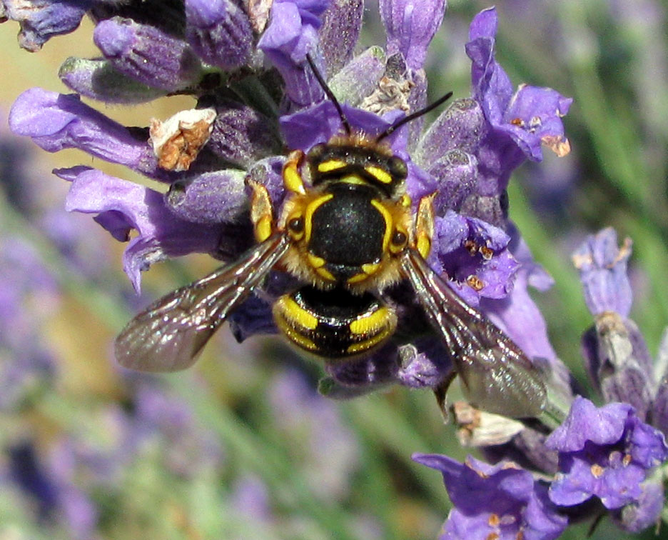 Anthidium sp. (Apidae Megachilinae)